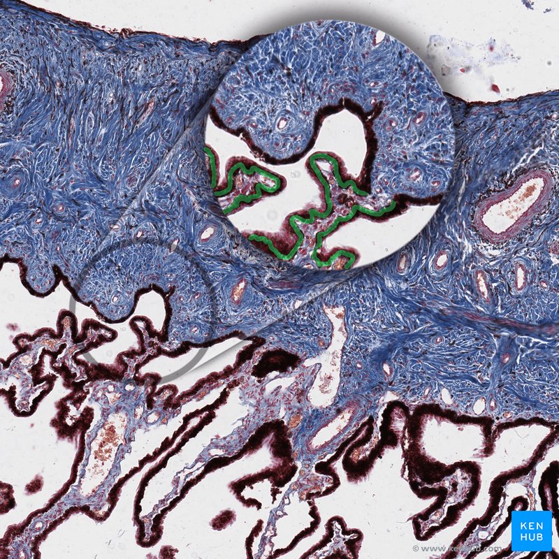 Retinal pigmented epithelium - histological slide