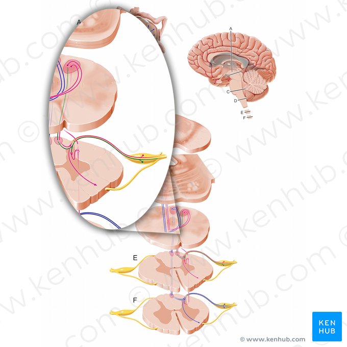 Fibras de toque, pressão e vibração para a medula espinal cervical (Fibrae afferentes mechanoreceptivae partis cervicalis medullae spinalis); Imagem: Paul Kim