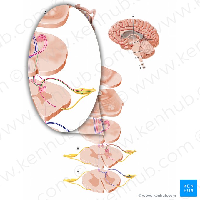 Mechanoreceptive afferent fibers of cervical spinal cord (Fibrae afferentes mechanoreceptivae partis cervicalis medullae spinalis); Image: Paul Kim