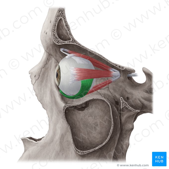 Músculo oblicuo inferior (Musculus obliquus inferior); Imagen: Yousun Koh