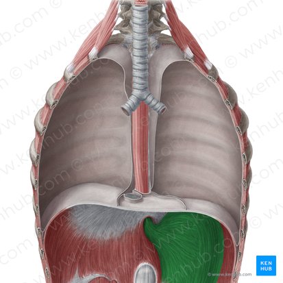 Stomach (Gaster); Image: Yousun Koh