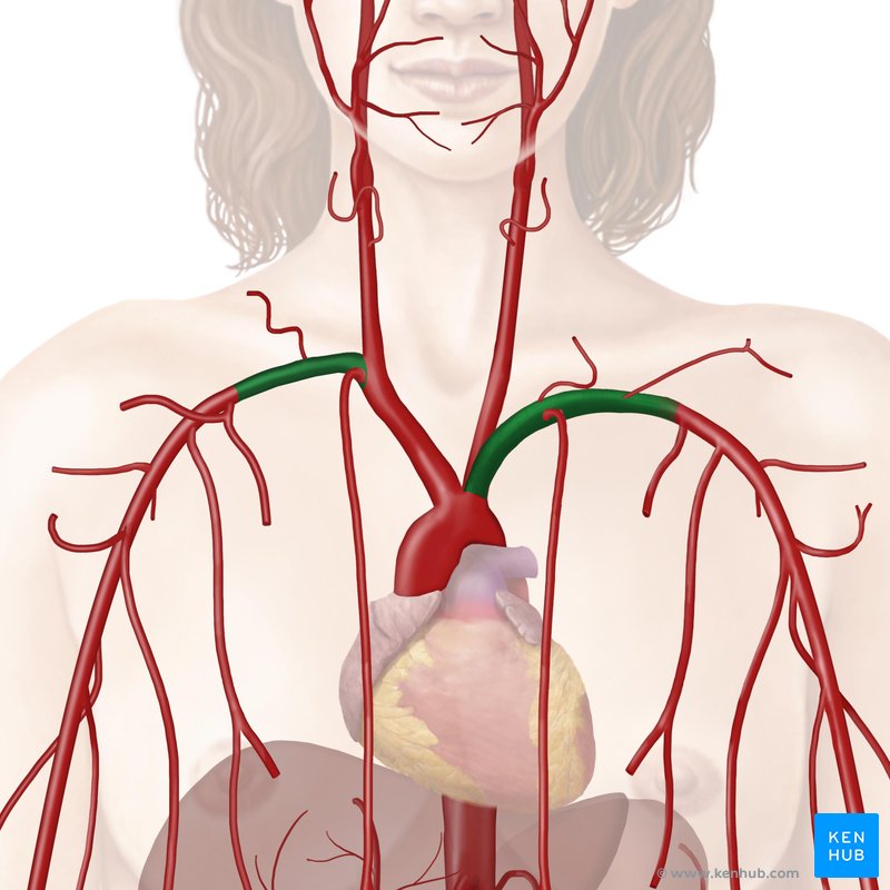 Artéria subclávia (verde) - vista anterior