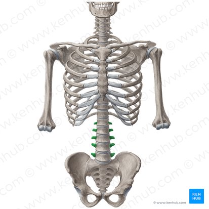 Processus transversi vertebrarum L1-L5 (Querfortsätze der Wirbel L1-L5); Bild: Yousun Koh