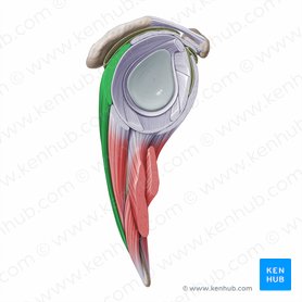 Infraspinatus muscle (Musculus infraspinatus); Image: Paul Kim