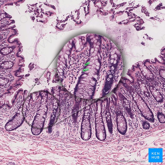 Endocrinocytus gastrointestinalis (Enteroendokrine Zelle); Bild: 