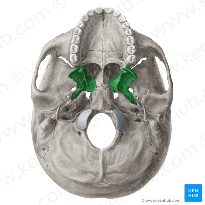 Pterygoid process of sphenoid bone (Processus pterygoideus ossis sphenoidalis); Image: Yousun Koh