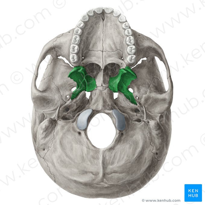 Processo pterigóideo do osso esfenoide (Processus pterygoideus ossis sphenoidalis); Imagem: Yousun Koh