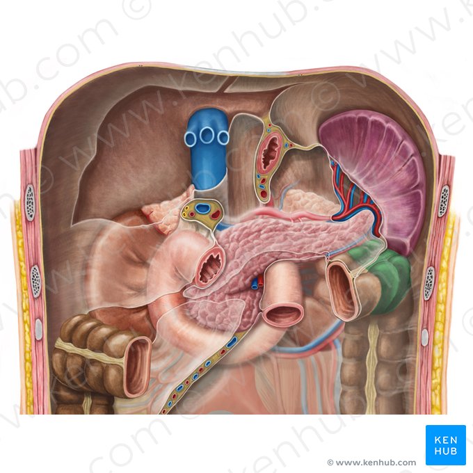 Left colic flexure (Flexura sinistra coli); Image: Irina Münstermann