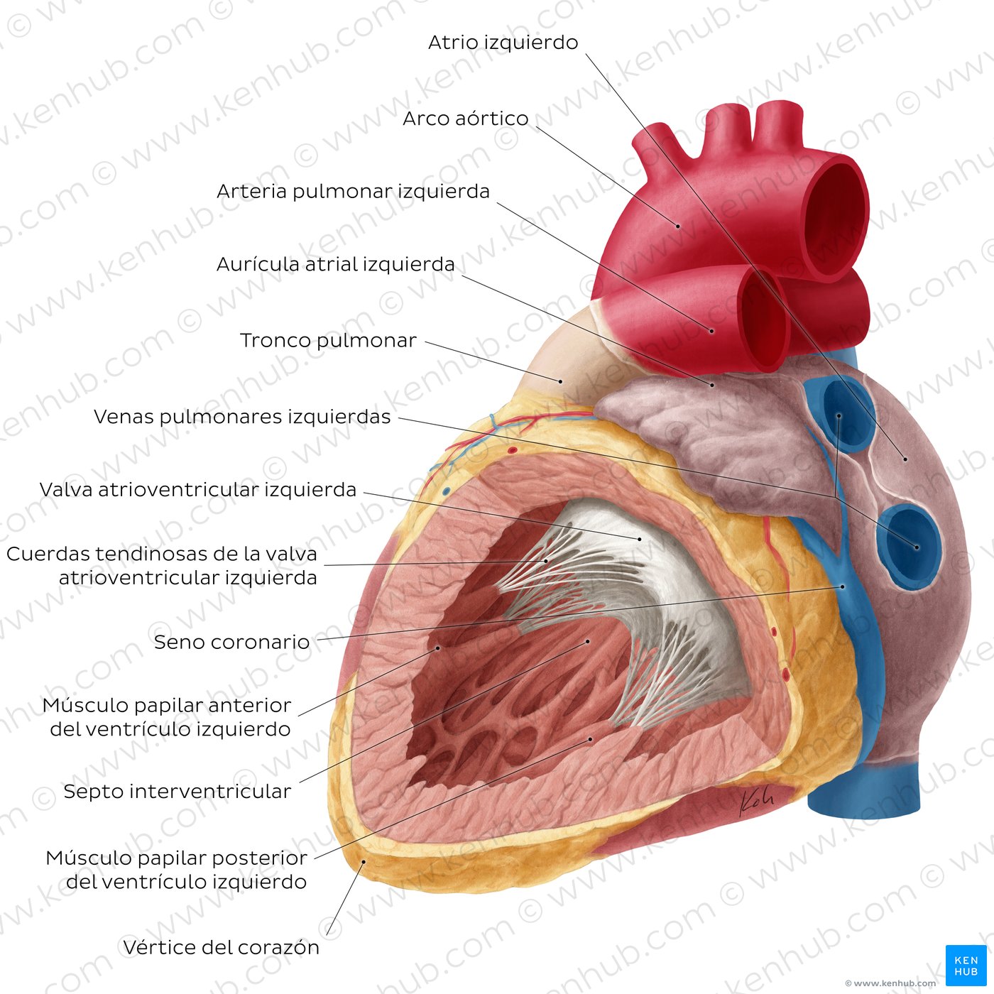 Corazón: Ventrículo izquierdo