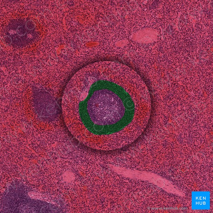 Zone marginale de la rate (Zona marginalis pulpae albae); Image : 