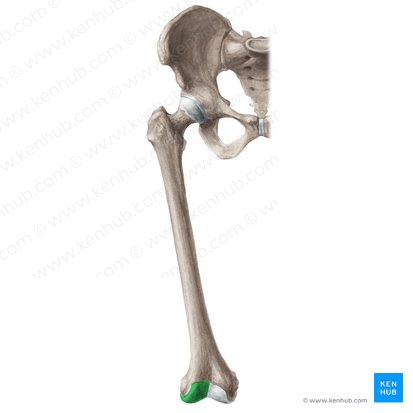 Cóndilo lateral del fémur (Condylus lateralis femoris); Imagen: Liene Znotina