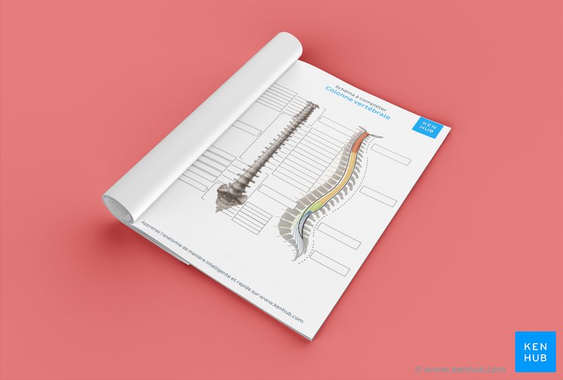 Schéma à compléter sur la colonne vertébrale (téléchargez le PDF gratuitement ci-dessous !)