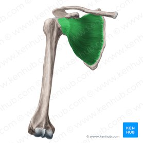 Musculus subscapularis (Unterschulterblattmuskel); Bild: Yousun Koh