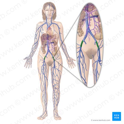 External iliac vein (Vena iliaca externa); Image: Begoña Rodriguez