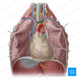 Left brachiocephalic vein (Vena brachiocephalica sinistra); Image: Yousun Koh