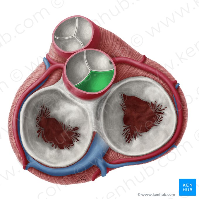 Válvula semilunar posterior de la valva aórtica (Valvula noncoronaria valvae aortae); Imagen: Yousun Koh