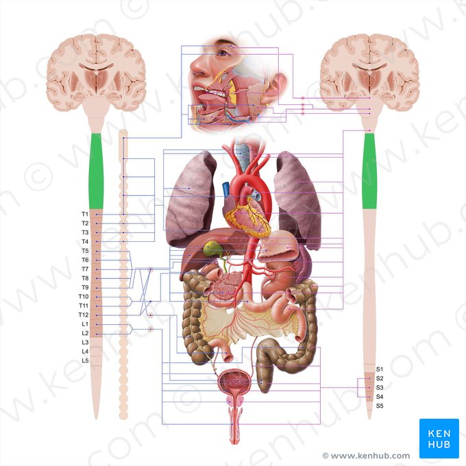 Pars cervicalis medullae spinalis (Halsteil des Rückenmarks); Bild: Paul Kim