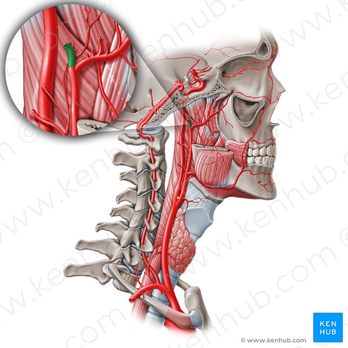 Arteria temporal superficial (Arteria temporalis superficialis); Imagen: Paul Kim