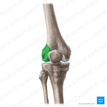 Lateral condyle of femur (Condylus lateralis ossis femoris); Image: Liene Znotina