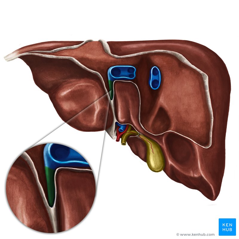 Venous ligament of liver (ligamentum venosum)