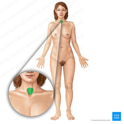 Laringe (Larynx); Imagen: Irina Münstermann
