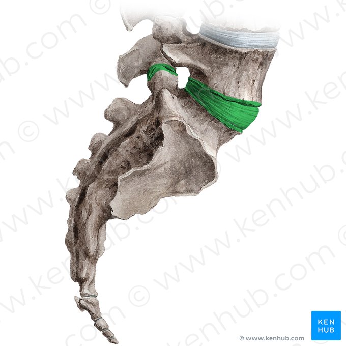 Articulación lumbosacra (Articulatio lumbosacralis); Imagen: Irina Münstermann