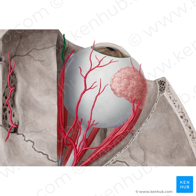 Artéria dorsal do nariz (Arteria dorsalis nasi); Imagem: Yousun Koh