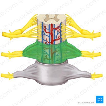 Arachnoid mater of spinal cord (Arachnoidea mater spinalis); Image: Rebecca Betts