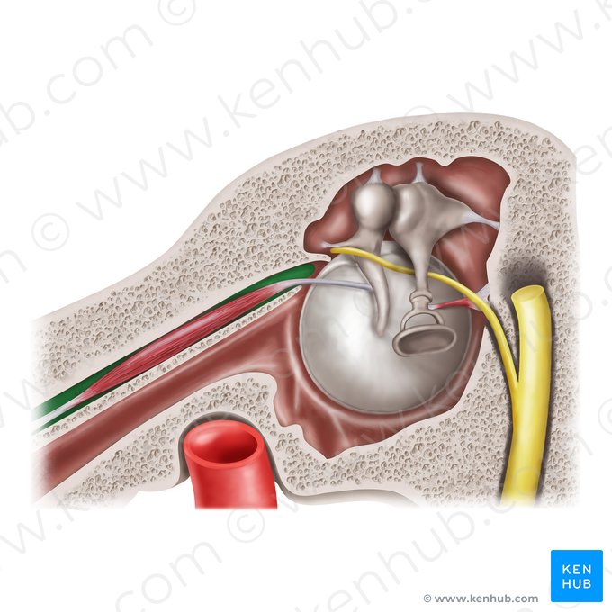 Semicanal para o músculo tensor do tímpano (Semicanalis musculi tensoris tympani); Imagem: Mao Miyamoto