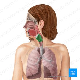 Respiratory system: Anatomy and functions | Kenhub