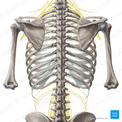 7th-11th intercostal nerves (Nervi intercostales 7-11); Image: Yousun Koh