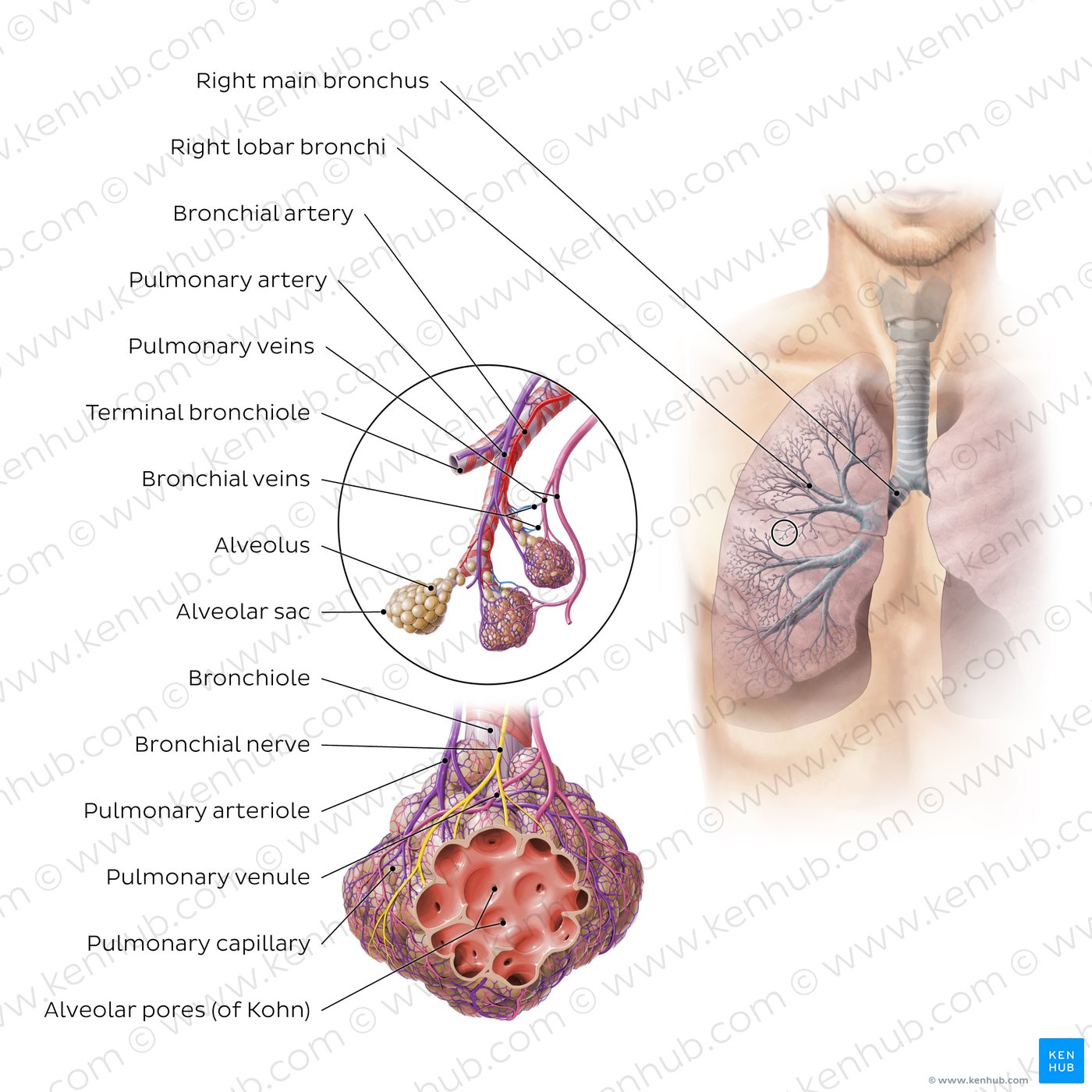 Bronchioles and alveoli