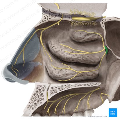 Gânglio pterigopalatino (Ganglion pterygopalatinum); Imagem: Begoña Rodriguez