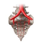 Arteries of the vertebral column