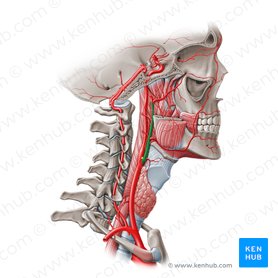 External carotid artery (Arteria carotis externa); Image: Paul Kim
