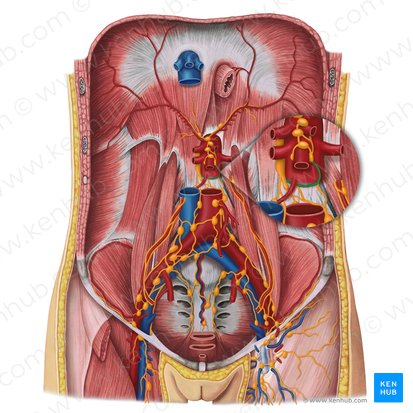 Tronco intestinal (Truncus lymphaticus intestinalis); Imagem: Irina Münstermann