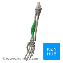tendão flexor longo dos dedos