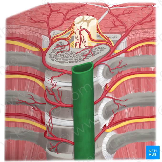Descending thoracic aorta (Aorta thoracica descendens); Image: Rebecca Betts