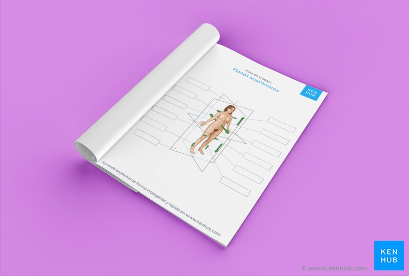 Hoja de trabajo para planos anatómicos (descarga gratuita abajo)