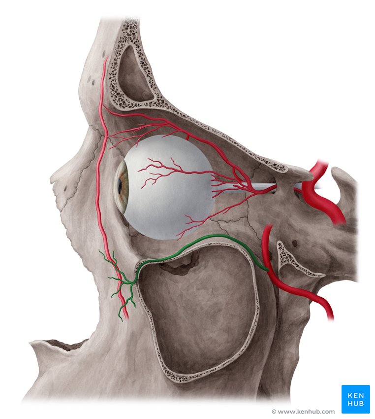 Infraorbital artery - lateral-left view