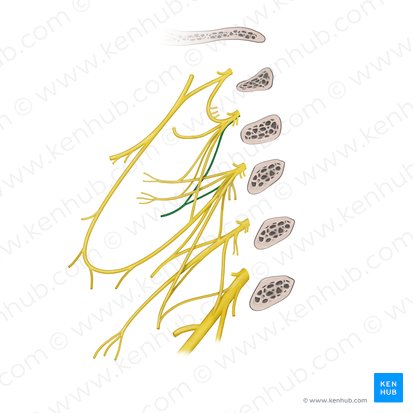 Ramo para el músculo esternocleidomastoideo del plexo cervical (Ramus sternocleidomastoideus plexus cervicalis); Imagen: Paul Kim