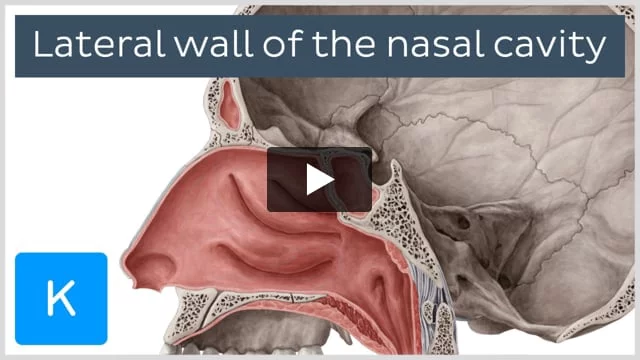 Lateral Wall Of The Nasal Cavity