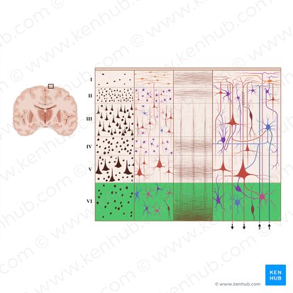 Camada multiforme do córtex cerebral (Lamina multiformis); Imagem: Paul Kim