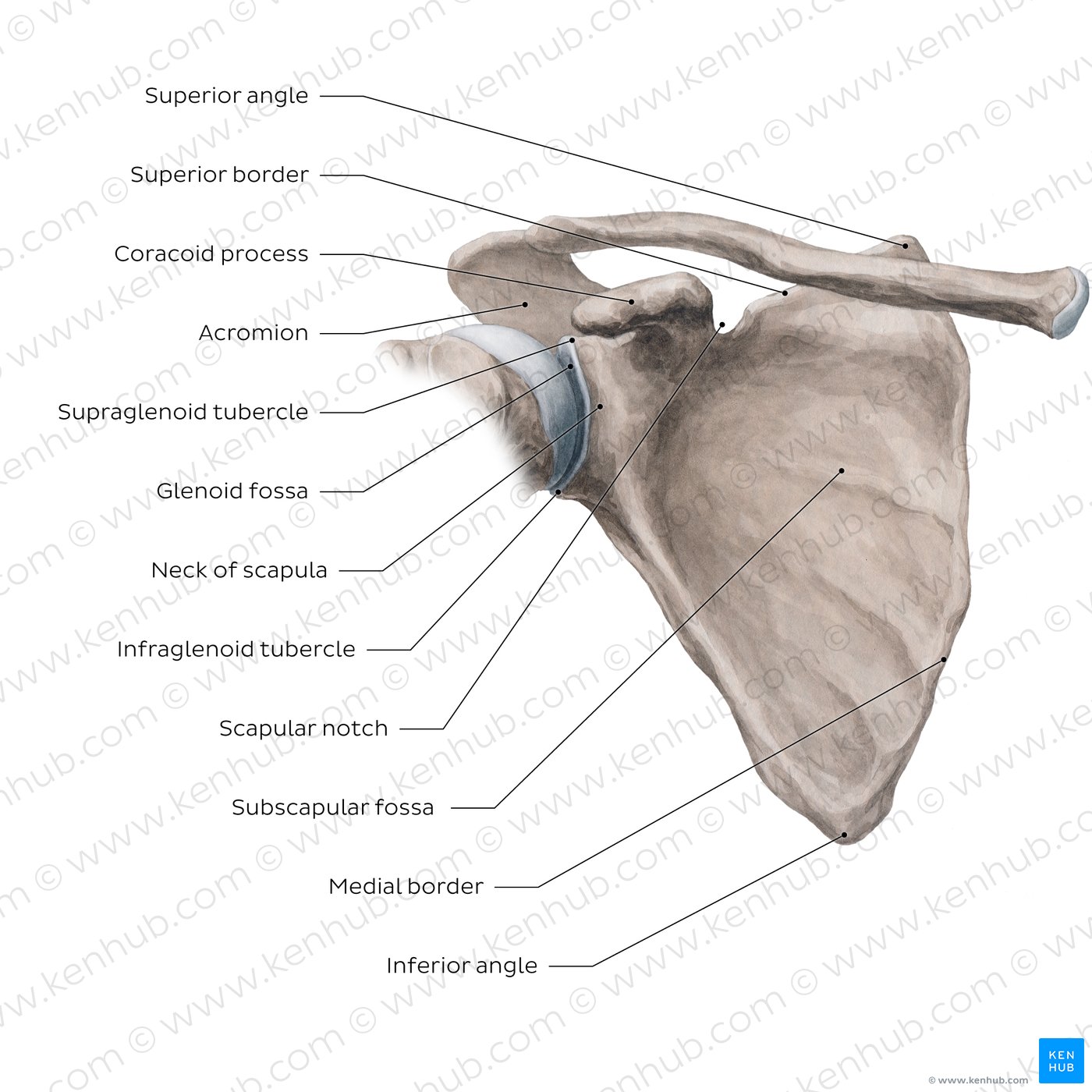 Scapula: Anterior view