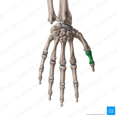 Falange proximal do polegar (Phalanx proximalis pollicis); Imagem: Yousun Koh