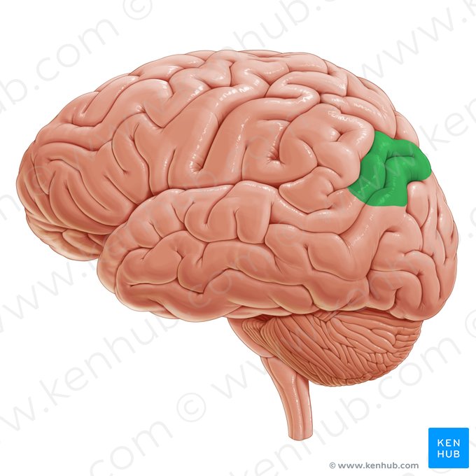 Angular gyrus (Gyrus angularis); Image: Paul Kim