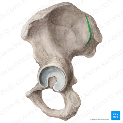 Posterior gluteal line of ilium (Linea glutea posterior ossis ilii); Image: Liene Znotina