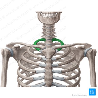 1ª costilla (Costa 1); Imagen: National Library of Medicine