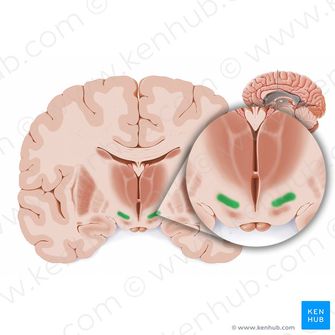 Núcleo subtalâmico (Nucleus subthalamicus); Imagem: Paul Kim