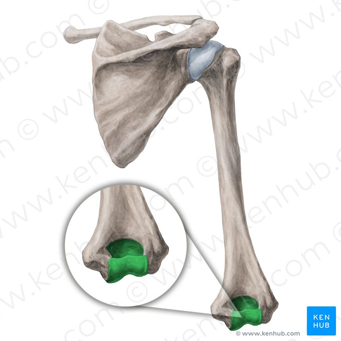 Condyle of humerus (Condylus humeri); Image: Yousun Koh